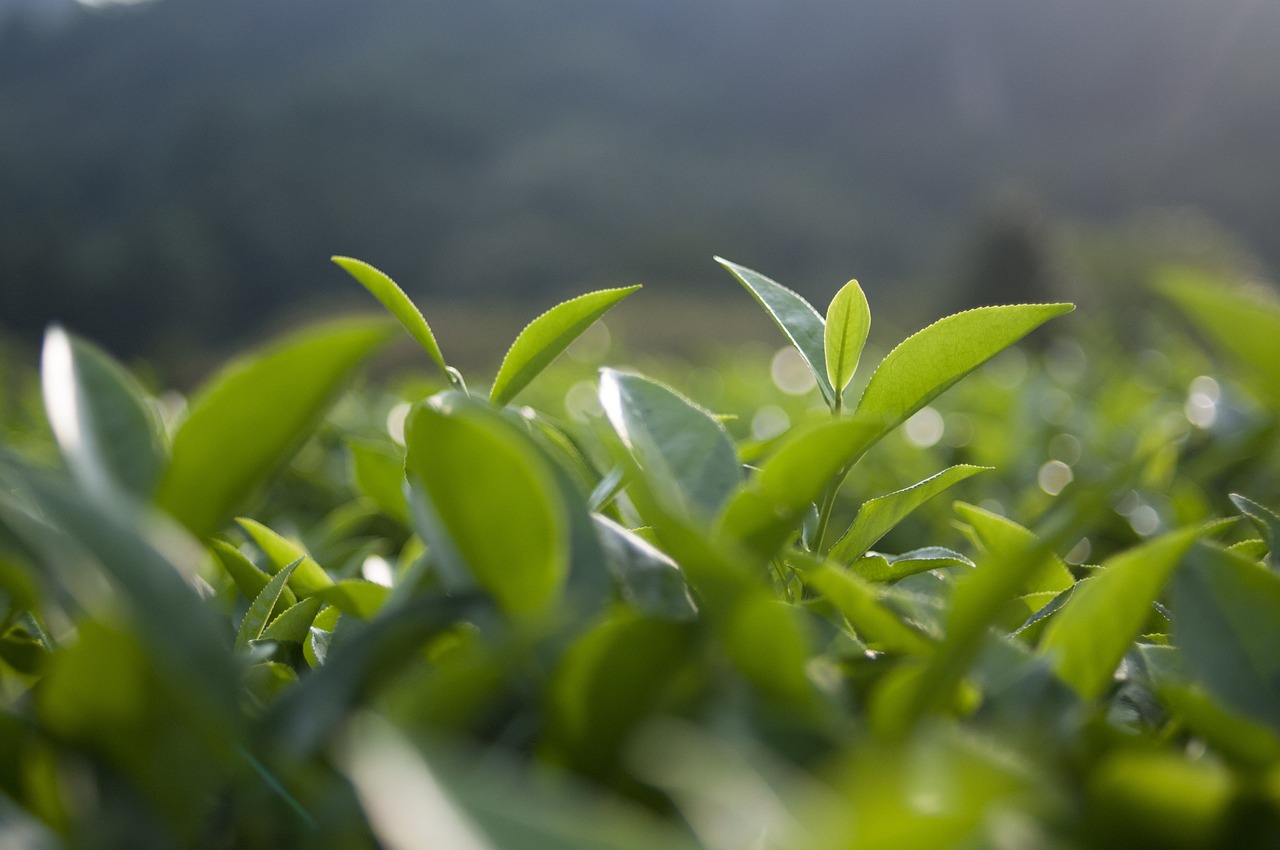 中国十大名茶最新排名表及其深远影响力